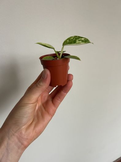 Philodendron Jose Buono