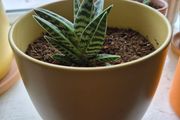 indoor plant