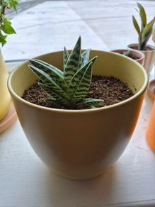 indoor plant