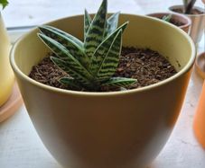 indoor plant