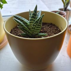 indoor plant