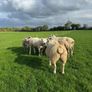 Rams Image 6