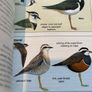 Pocket Guide to the Common Birds of Ireland Image 8