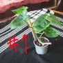 Rare Variegated Philodendron Burle Marx Healthy  Established Image 4