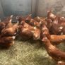lovely hens Image 10