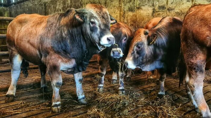 Aubrac bulls