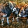 Aubrac bulls Image 3