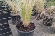 tall grasses , 4 " green pony tail " &amp; 1 bronze  ,