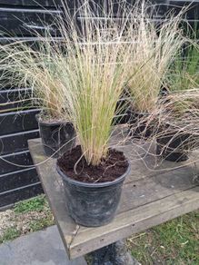 tall grasses , 4 " green pony tail " & 1 bronze  ,