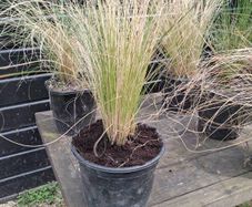 tall grasses , 4 " green pony tail " & 1 bronze  ,