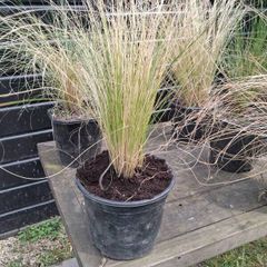 tall grasses , 4 " green pony tail " & 1 bronze  ,