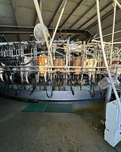 Relief Milking & Part time work available