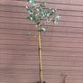 Eucalyptus gunnii Blue Ice (Cider Gum) Image 2