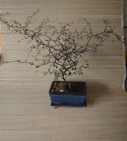 Bonsai