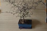 Bonsai