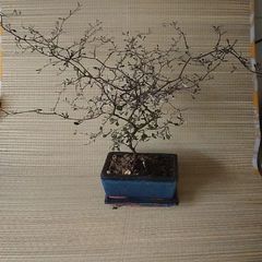 Bonsai