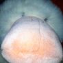 Large brand new Teddy bear Image 6