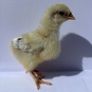 Purebred day olds chicks Image 2