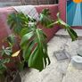 monstera & money tree Image 2
