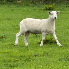 Easy care easycare organic rams & ewe, ram lambs