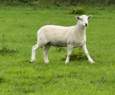 Easy care organic 3 hogget rams & ewe & ram lambs