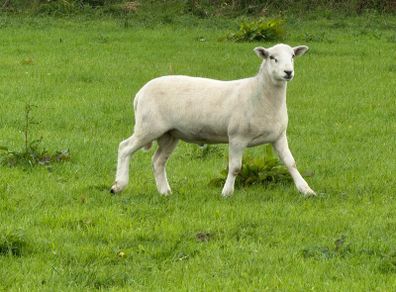 Easy care organic 3 hogget rams & ewe & ram lambs