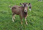 Billy Goat