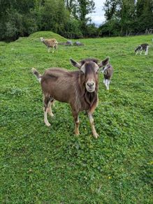 Billy Goat
