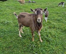 Billy Goat