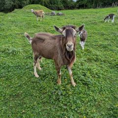 Billy Goat