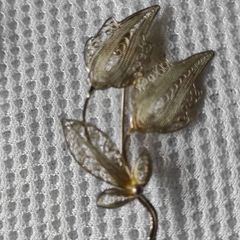 Sterling silver brooch