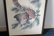 Framed Print of Audubon's Mottled Owl - Classic Bird Illustration by John James Audubon