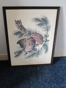 Framed Print of Audubon's Mottled Owl - Classic Bird Illustration by John James Audubon