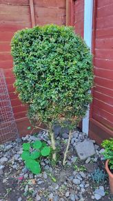 plants