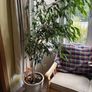 Ficcus Plant (indoor) Image 4
