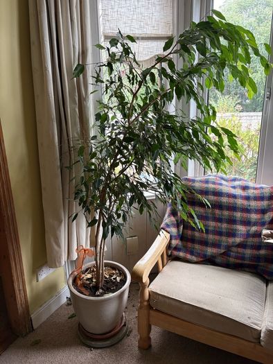 Ficcus Plant (indoor)