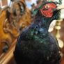 Melanistic Black Pheasant Taxidermy Mount Image 4