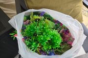 aquarium plants