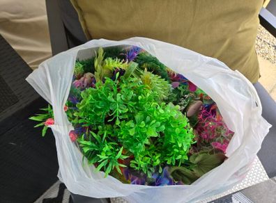 aquarium plants