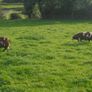 Dutch Spotted Ram Lambs, Spotted Dutch Image 10