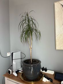 Beautiful Dracaena marginata plant