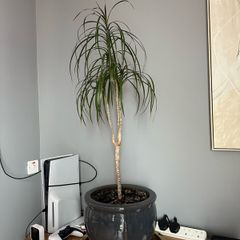 Beautiful Dracaena marginata plant