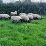 Rams Image 2