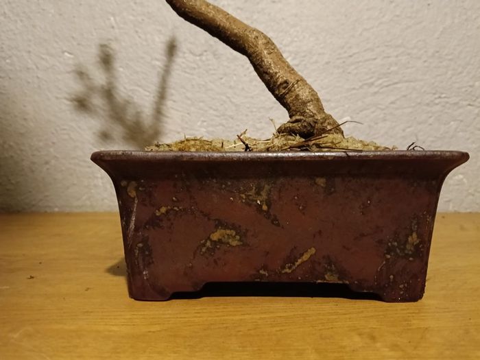 Bonsai Horse Chestnut in Pot
