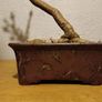 Bonsai Horse Chestnut in Pot Image 2