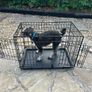 Dog crate Image 4