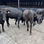 Cattle Image 4