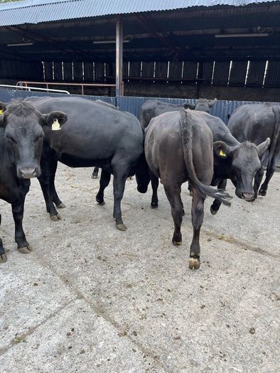 Cattle