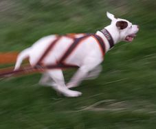 Dog weight pulling harness