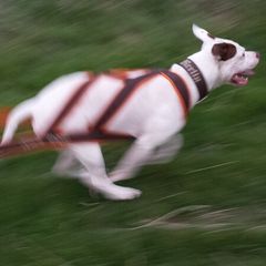 Dog weight pulling harness